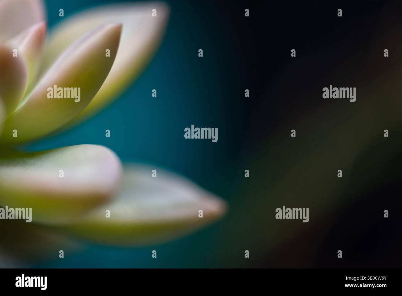 Verde chiaro succulento con sfondo blu intenso Foto Stock