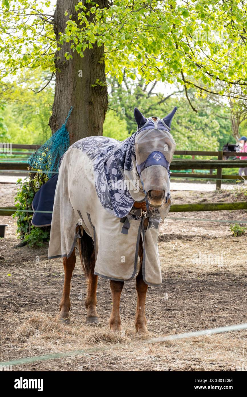 REGNO UNITO. Un cavallo in piedi in un paddock che indossa una maschera di volo e un tappeto di mosca per proteggerlo dalle mosche. Foto Stock