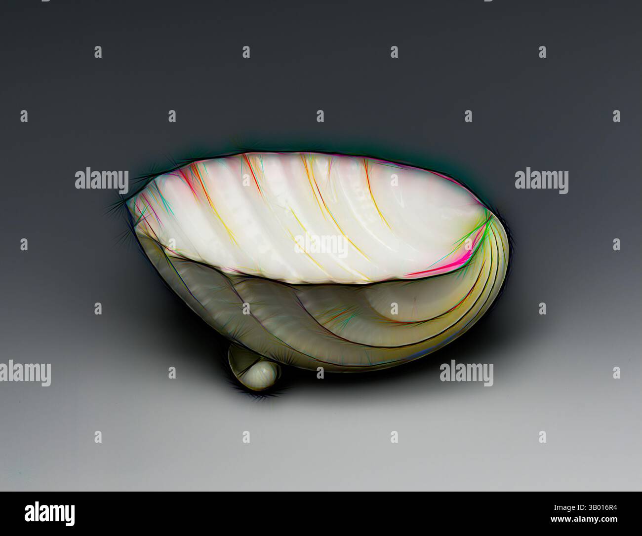 Un guscio splendidamente realizzato con linee eleganti e curve e sottili sfumature di colore, che mostrano la sua struttura e forma uniche. Arte classica con un tocco moderno reinventata da Artotop Foto Stock