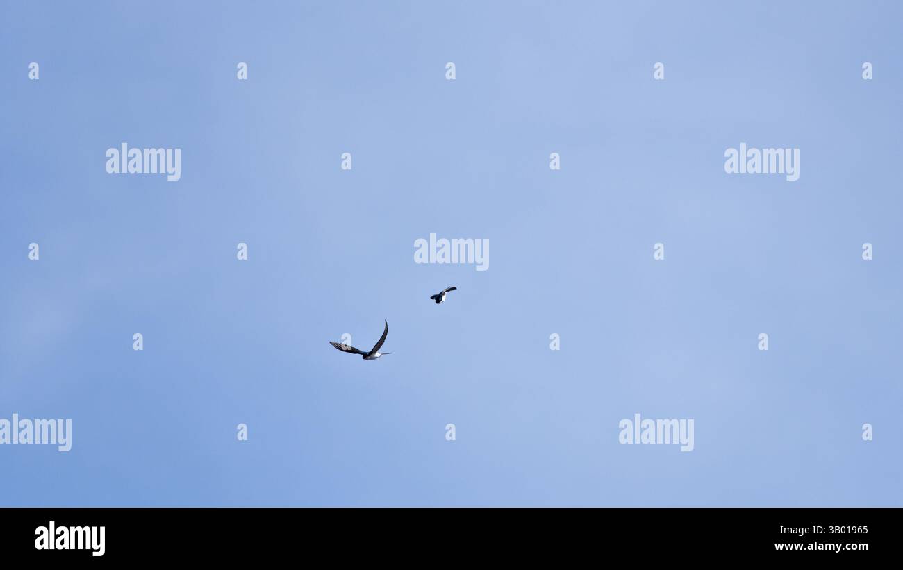 Questo raro momento cattura due rondini d'albero che navigano nel cielo come una vista stimolante per gli ecoturisti e i sostenitori della conservazione degli uccelli. Foto Stock