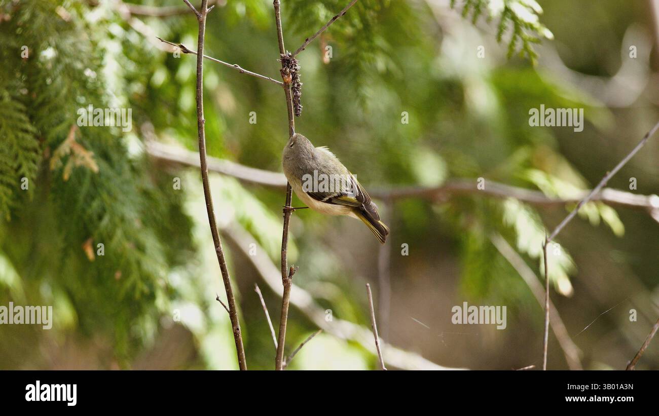 Mentre la foresta si risveglia in primavera, questo Kinglet si ferma su un ramo di cedro, offrendo un delicato promemoria per preservare gli ambienti naturali per tutte le creature. Foto Stock