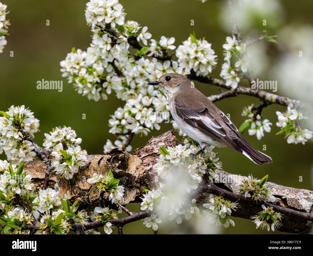 Pied flycatcher a Blackthorn fiorisce in primavera nel Galles centrale Foto Stock