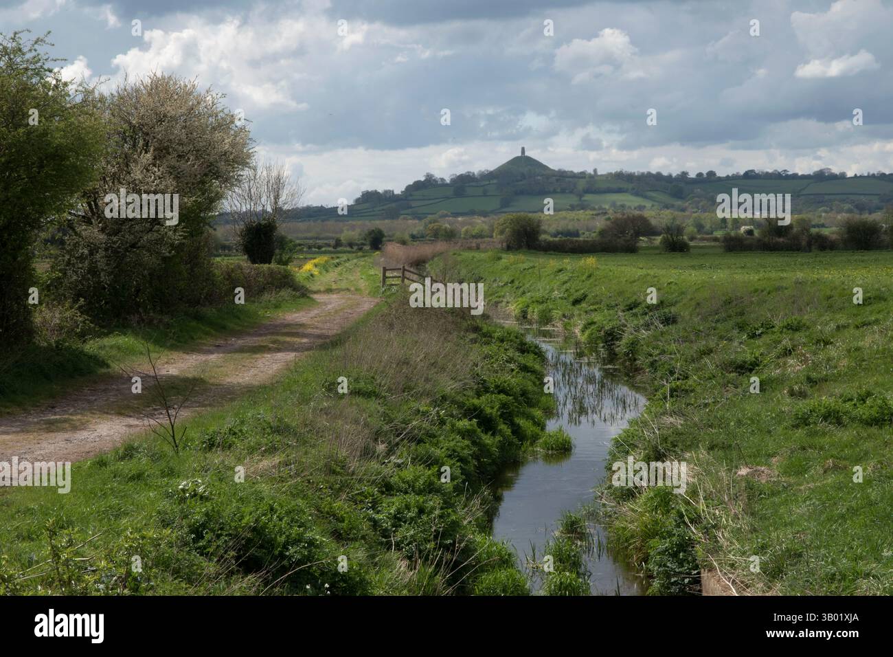 Somerset Levels, Glastonbury Tor in lontananza con la Chiesa di San Michele. West Country, Somerset Inghilterra, 2020s UK 2025 HOMER SYKES Foto Stock