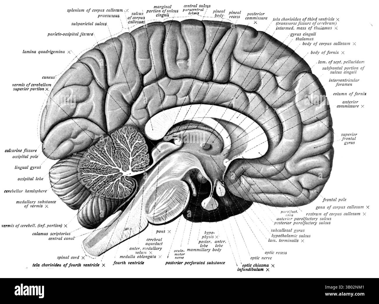 Il cervello umano. Illustrazione tratta da "Atlas and Text-book of Human Anatomy volume III Vascular System, Lympatic system, Nervous system and SENSE organs" di Johannes Sobotta, 1908 Foto Stock