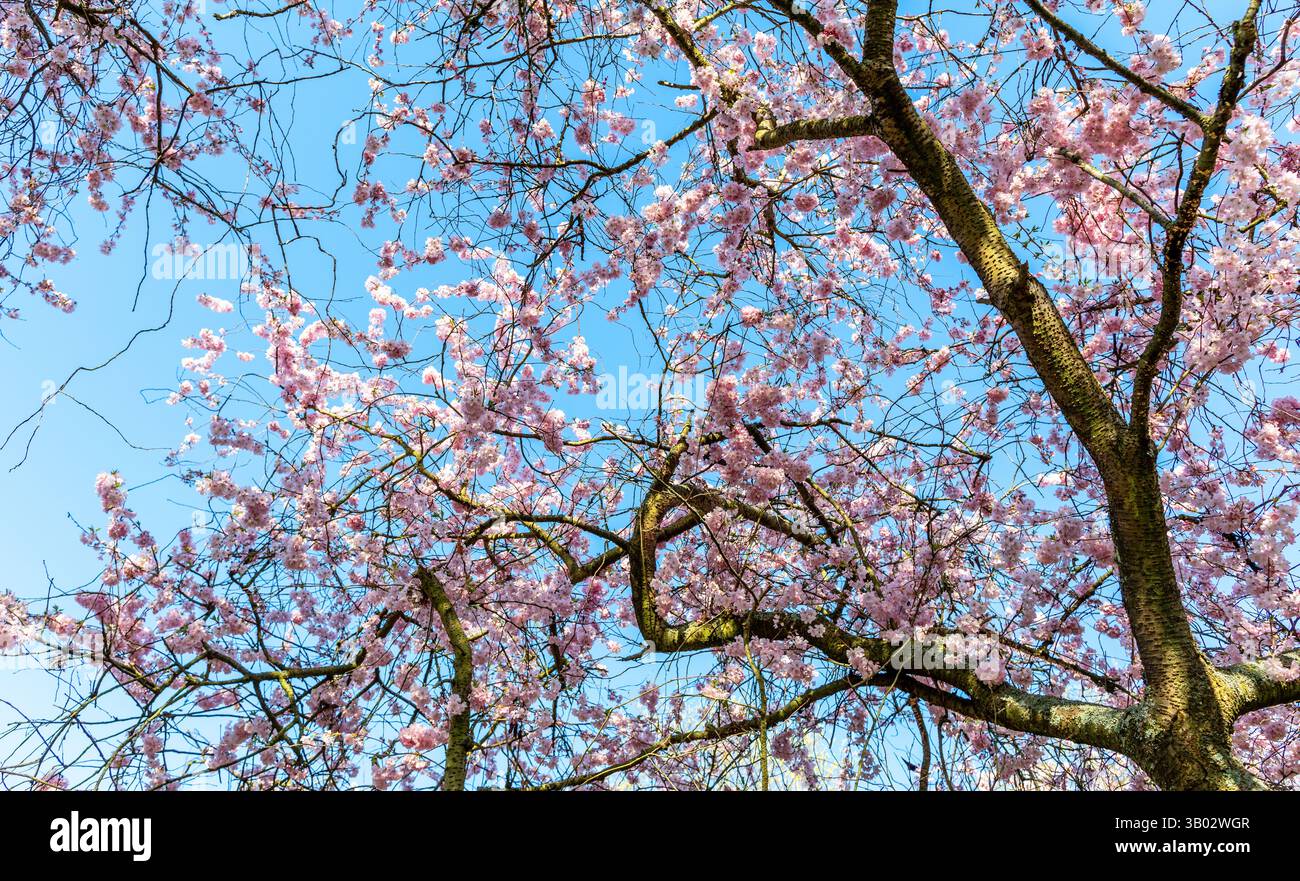 Blossom a Battersea Park Londra Regno Unito Foto Stock