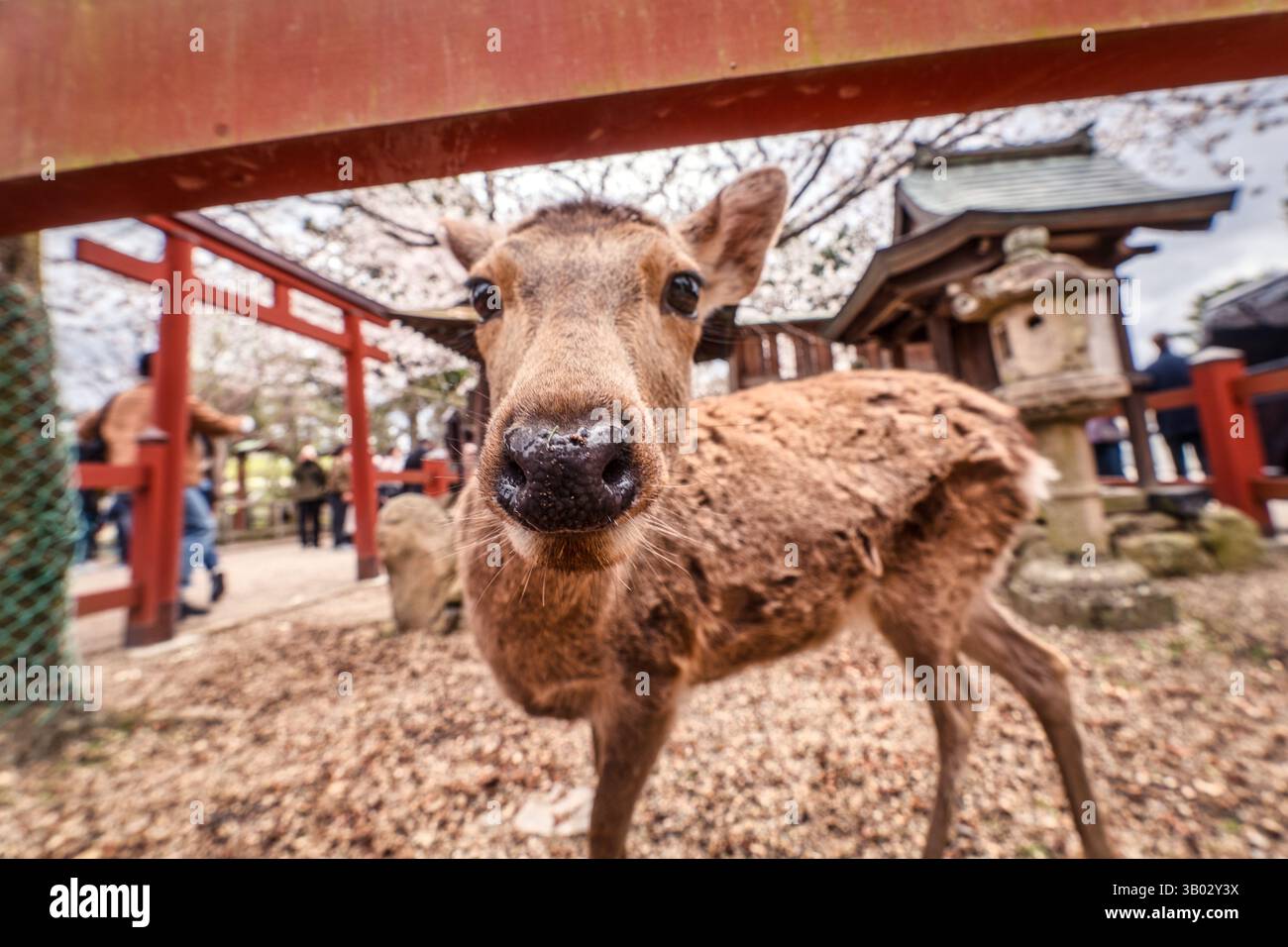 Dettaglio divertente e curioso di cervi fawn sotto la fioritura dei ciliegi nel santuario giapponese di Nara Park, in Giappone Foto Stock