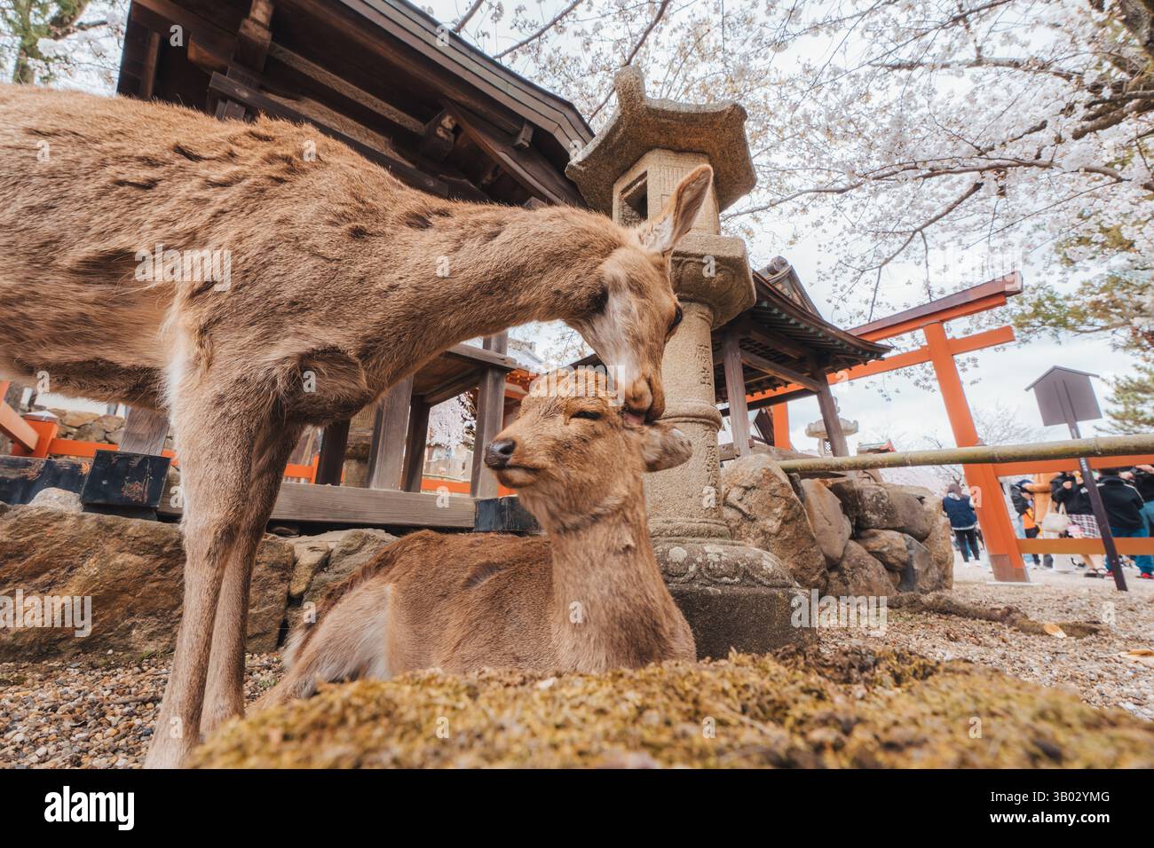 Tenero momento di cura del cervo e cura del suo petto sotto la fioritura dei ciliegi durante la primavera nel santuario di Nara, in Giappone Foto Stock