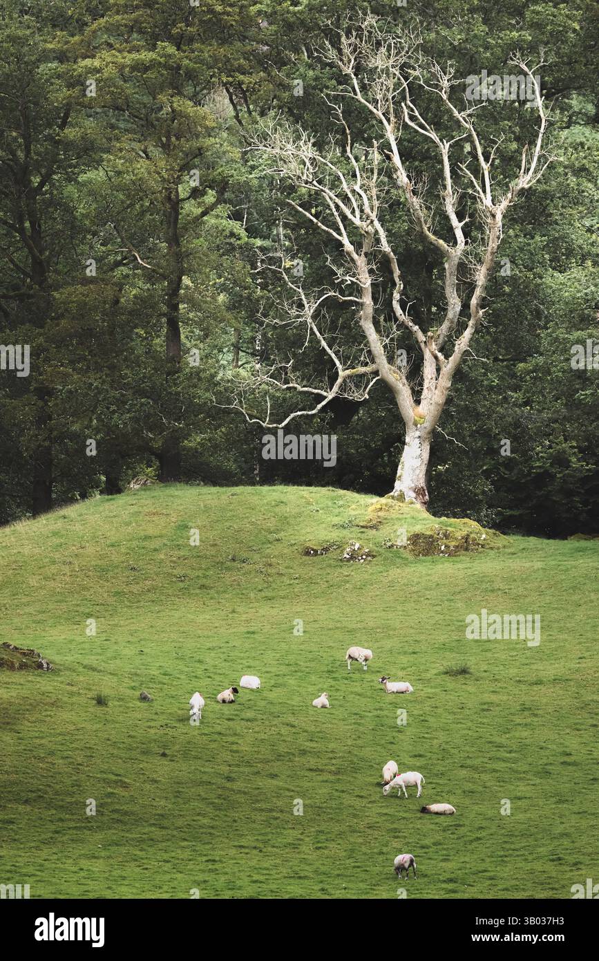 Le pecore pascolano in un tranquillo prato vicino a Loughrigg, Lake District, circondato da vegetazione lussureggiante e da un albero suggestivo, catturando l'idilliaco fascino rurale di Cu Foto Stock