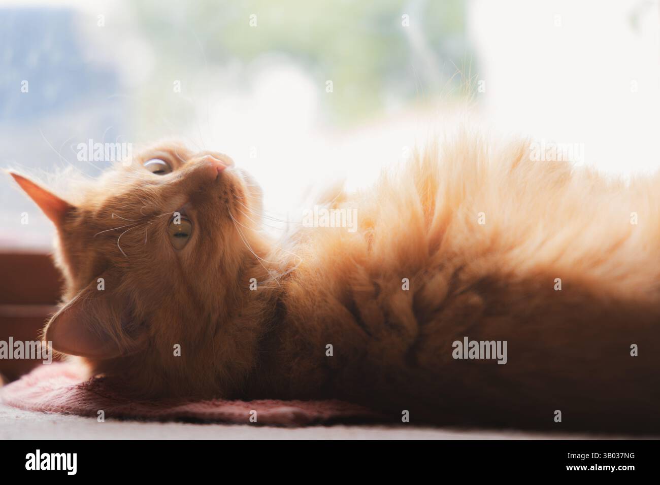 Un accogliente gatto di zenzero si rilassa accanto a una finestra soleggiata, crogiolandosi di luce naturale per un tranquillo pisolino pomeridiano, mostrando la serena bellezza di questa cupola Foto Stock