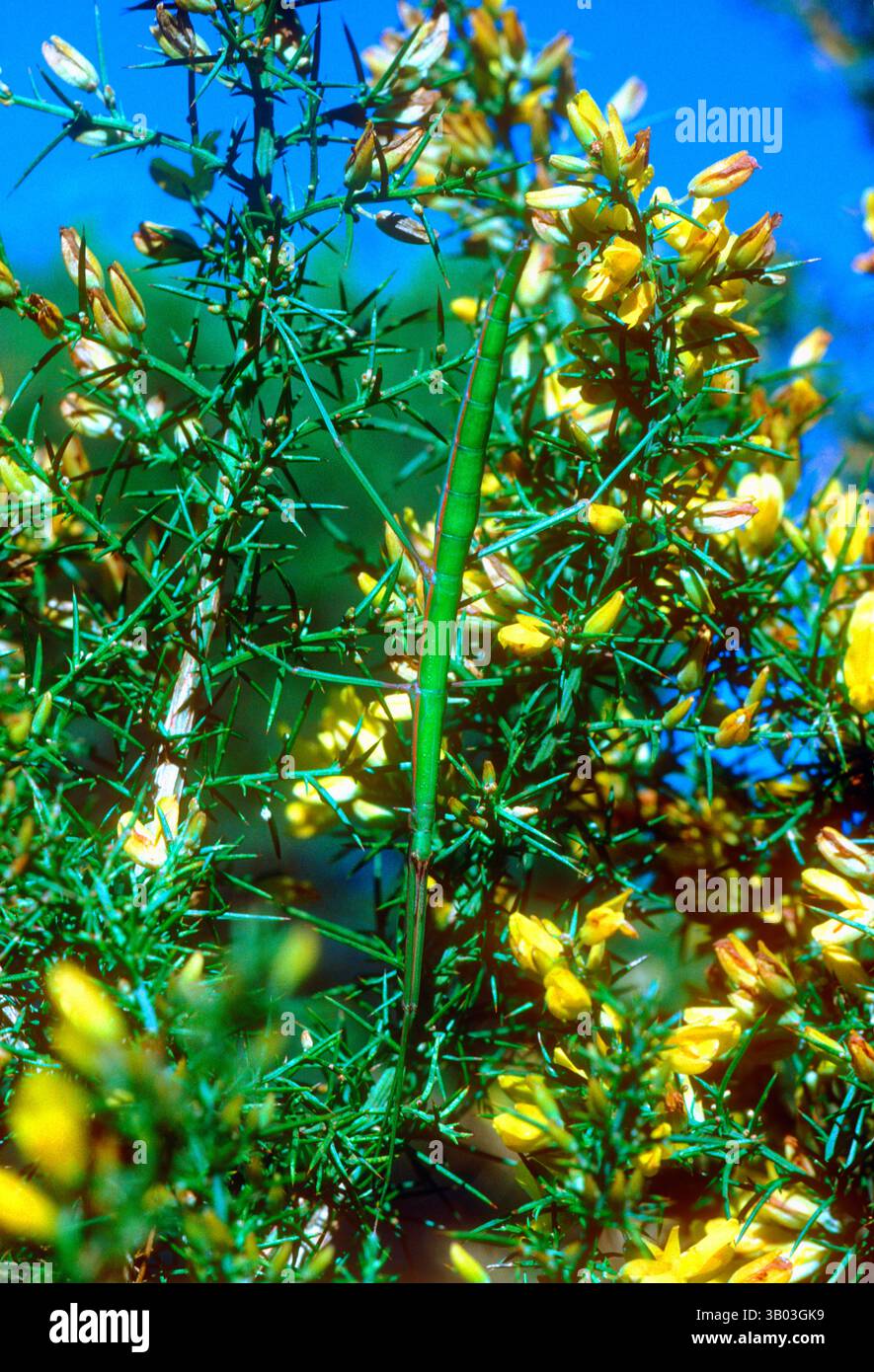 Insetto europeo, Bacillus rossius. Capovolto sulla pianta di Common Gorse, Ulex europaeus Foto Stock