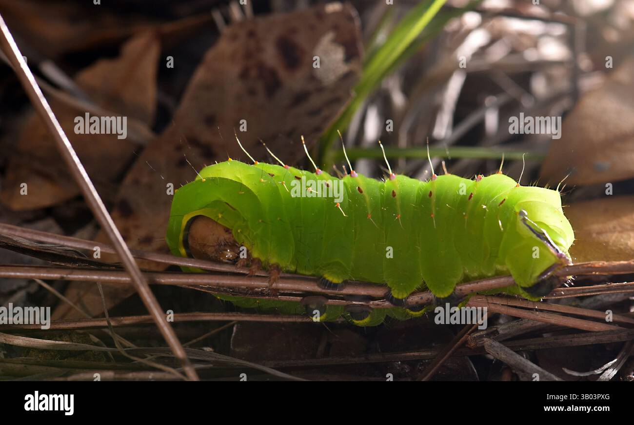 La falena polpa (Antherea polyphemus) caterpillar è una falena Saturniide neartica verde lime della famiglia Saturniidae. IO Foto Stock