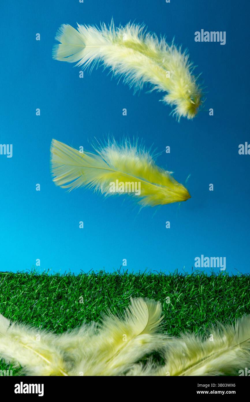 Le piume gialle fluttuano graziosamente nell'aria su uno sfondo blu brillante, creando una sensazione di leggerezza stravagante. Foto Stock