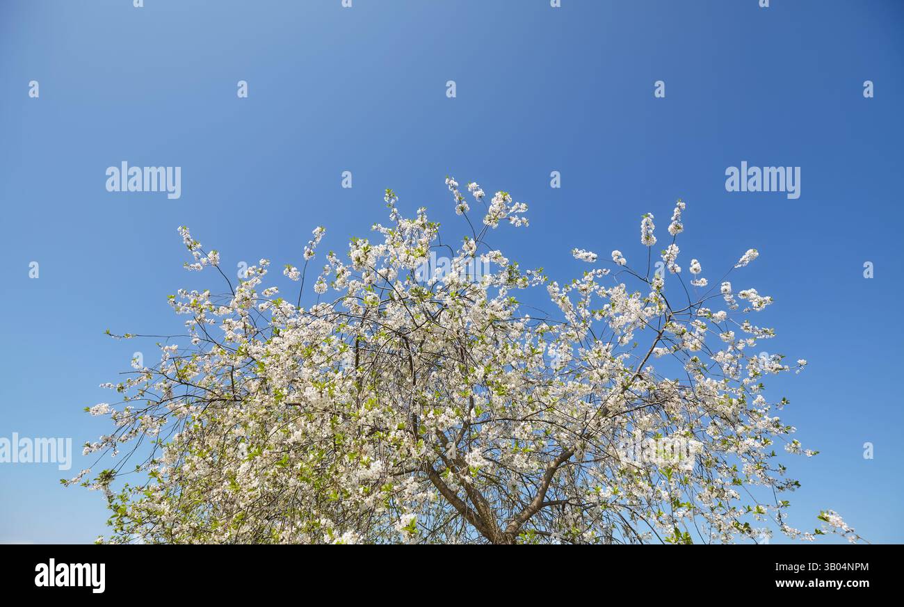 Un melo in fiore contro il cielo. Foto Stock