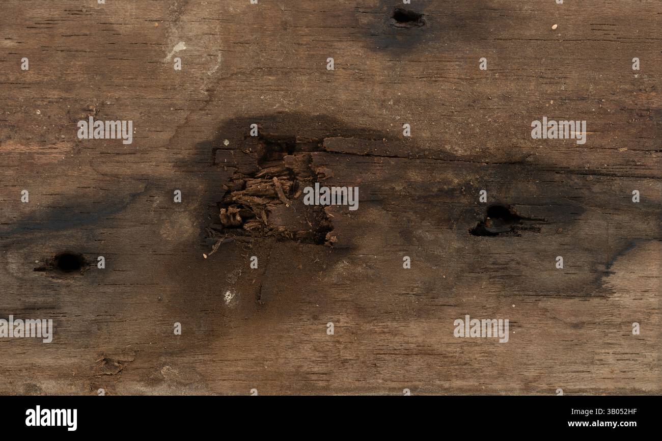 Superficie del legno invecchiato che presenta profonde crepe e fori causati dall'attività degli insetti e dall'usura ambientale nel tempo. Foto Stock