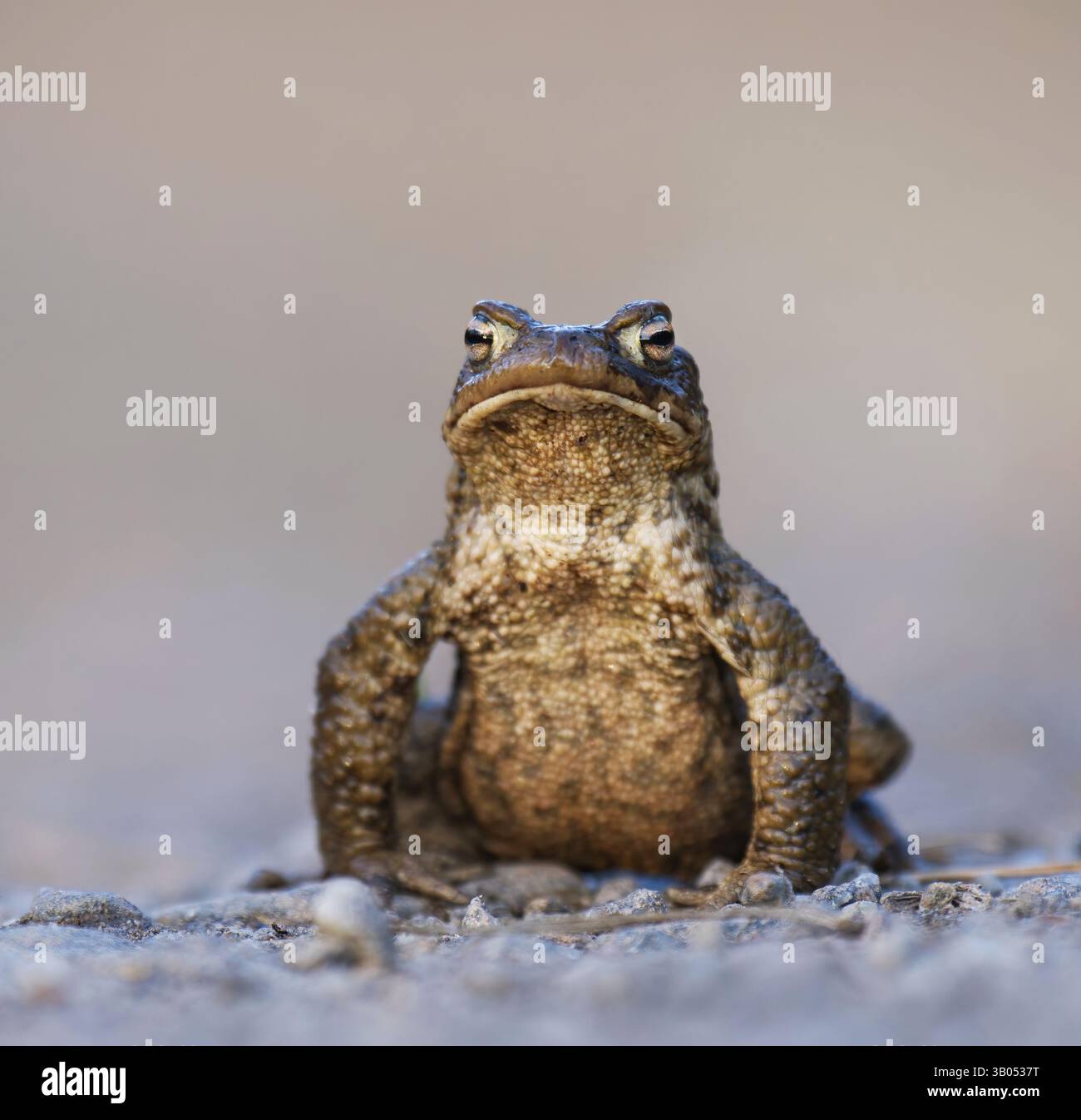 Rospo comune, rospo europeo, o un rospo (bufo bufo) seduto su una strada sterrata in primavera. Foto Stock