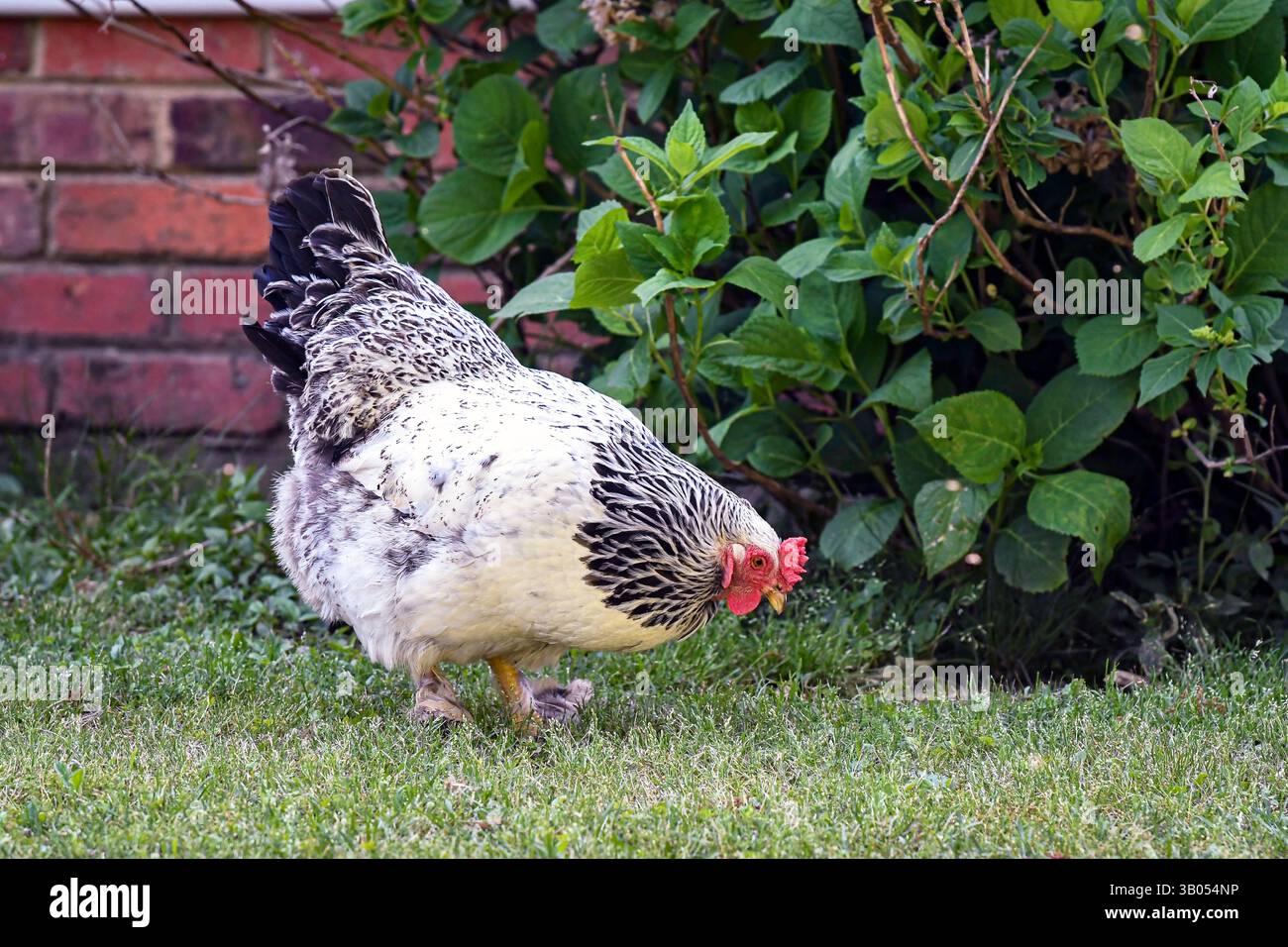 Una gallina Brahma bianca e nera alla ricerca di insetti vicino a un cespuglio di idrangia in un cortile nel sud degli Stati Uniti. Foto Stock