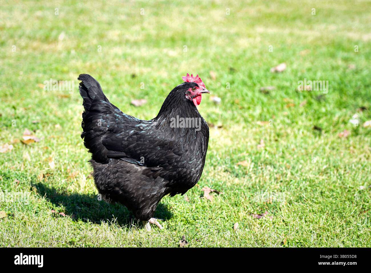 Un pollo nero in piedi di profilo alla luce del sole in un giardino rasaerba con spazio di copia a destra. Foto Stock