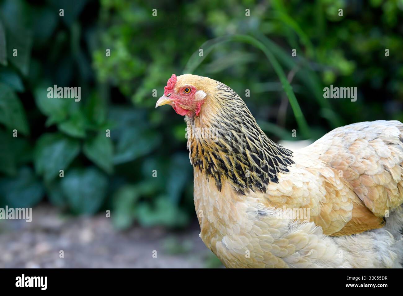Primo piano di una gallina Brahma colorata di ciottoli in un cortile con piante verdi sullo sfondo sfocate. Foto Stock