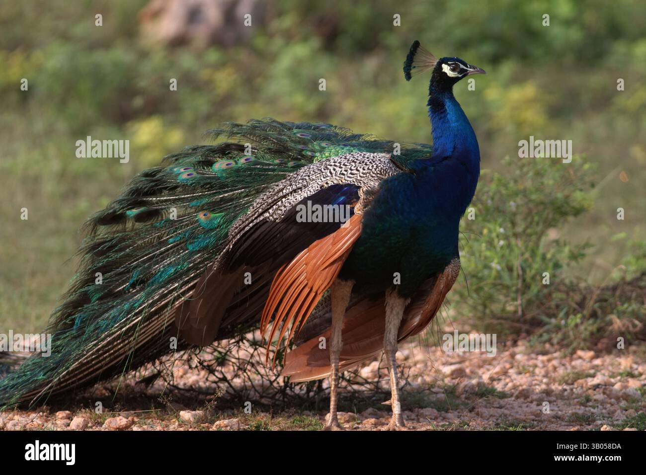 Bellissimo pavone che diffonde le sue ali luccicanti; uccello arroccato sul terreno con le sue piume; uccelli indiani (Pavo cristatus) Foto Stock