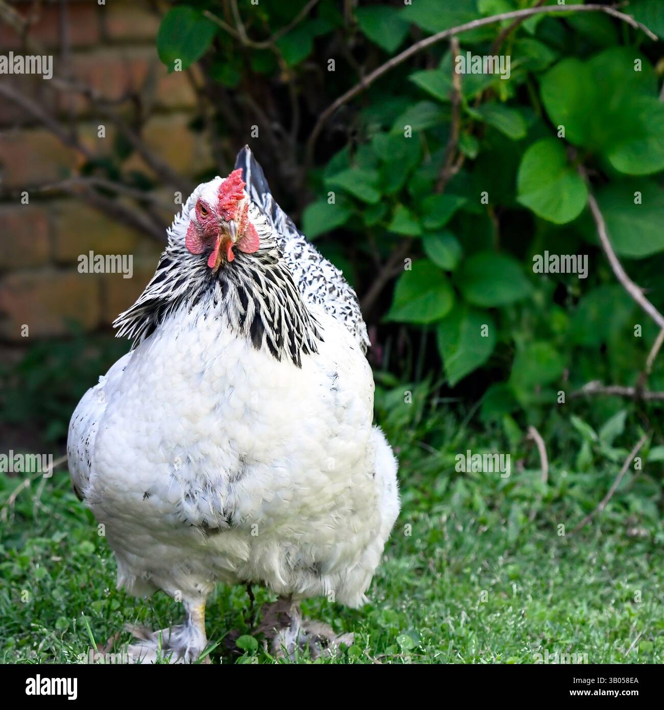 Un Brahma hed bianco e nero che guarda la telecamera con un muro di mattoni e ortensia in sottofondo. Foto Stock