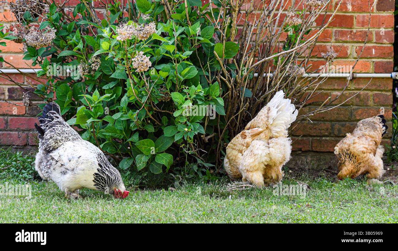 Tre polli da cortile graffiano vicino a un cespuglio ortensie vicino a una casa di mattoni. L'agricoltura urbana, compresa l'allevamento di polli, sta diventando molto popolare. Foto Stock