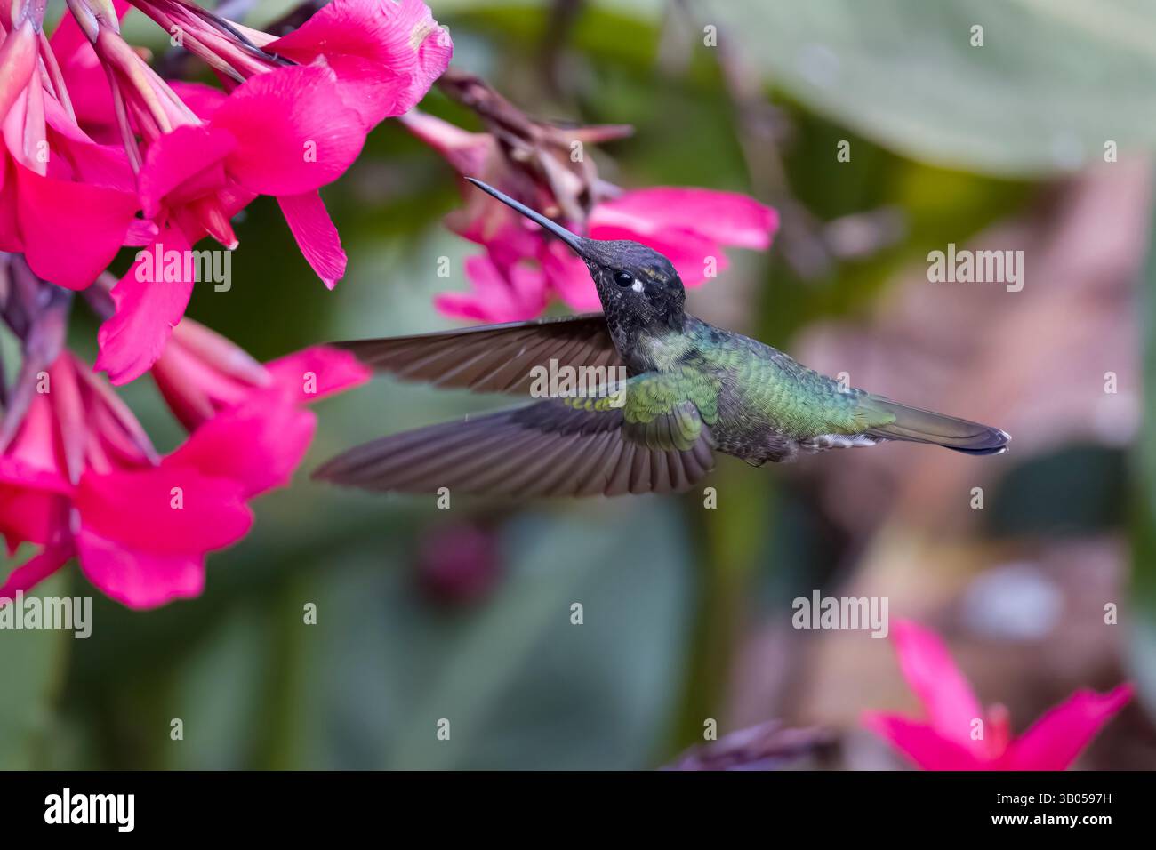 Talamanca Hummingbird che si nutrono di fiori in Costa Rica Foto Stock