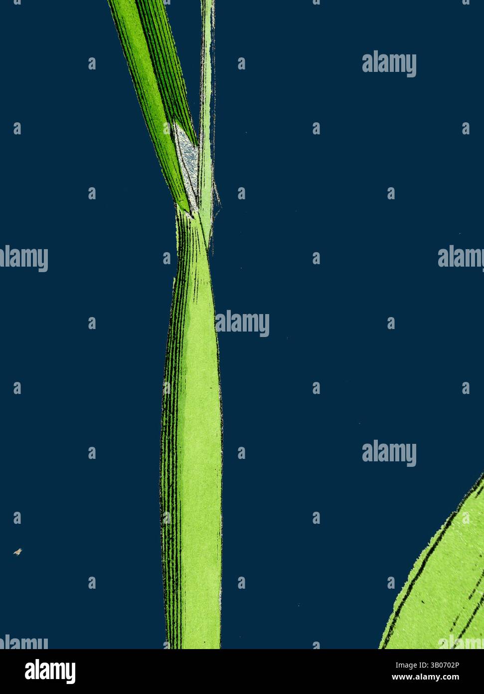 Vista ravvicinata di una foglia verde vibrante che mostra le sue vene e la sua consistenza su uno sfondo scuro a contrasto. Vista ravvicinata delle vivaci lame verdi d'erba, elegantemente incorniciate in un design circolare, a contrasto con uno sfondo blu profondo. Arte classica con un tocco moderno reinventata da Artotop, trasformata Phalaris canariensis, Canary-Grass, arte classica con un tocco moderno reinventata da Artotop Foto Stock Vista ravvicinata di una foglia verde vibrante che mostra le sue vene e la sua consistenza su uno sfondo scuro a contrasto. Vista ravvicinata delle vivaci lame verdi d'erba, elegantemente incorniciate in un design circolare, a contrasto con uno sfondo blu profondo. Arte classica con un tocco moderno reinventata da Artotop, trasformata Phalaris canariensis, Canary-Grass, arte classica con un tocco moderno reinventata da Artotop Foto Stock