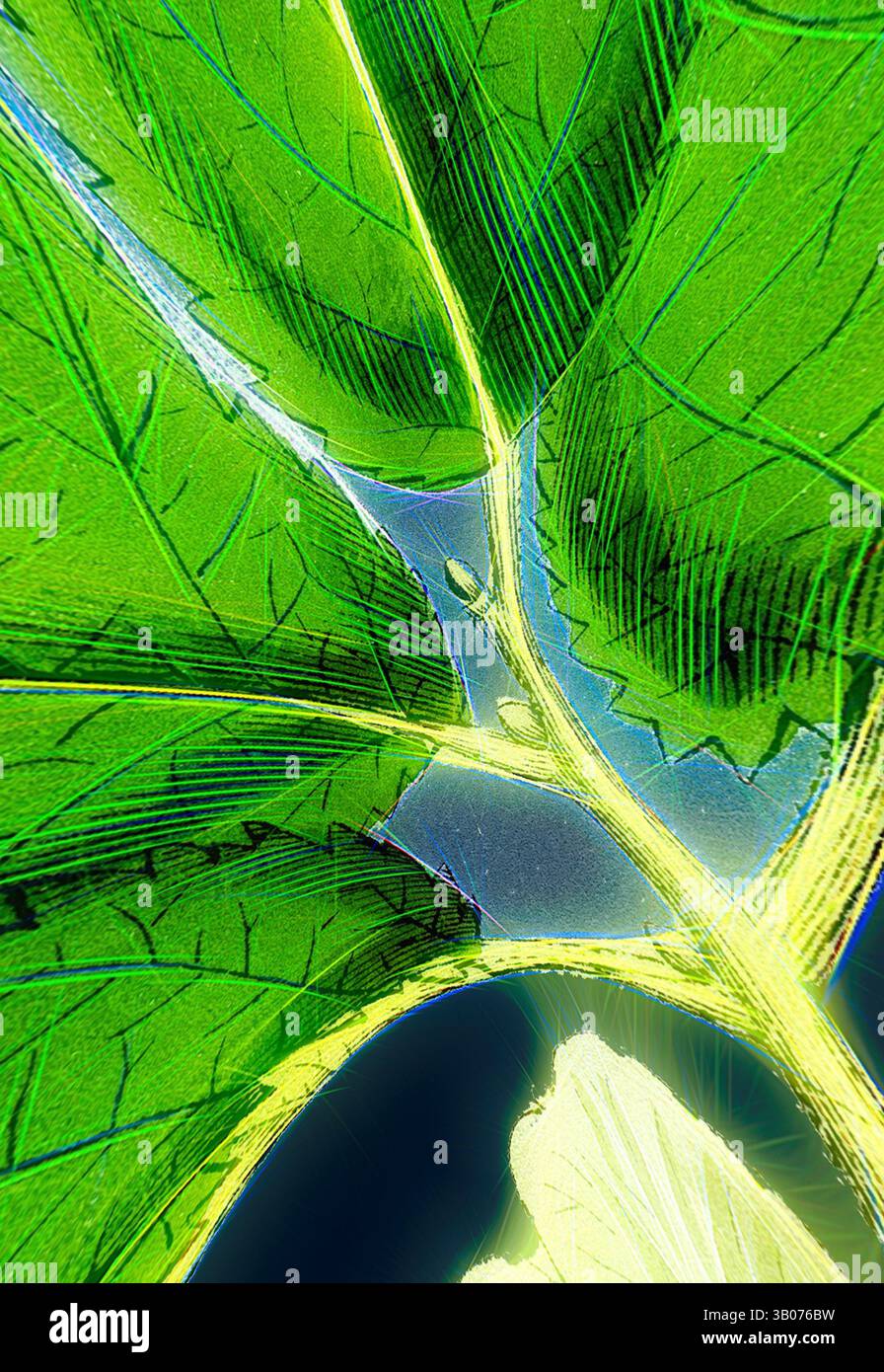 Una vista ravvicinata di foglie verdi vivaci mostra motivi e texture intricati, con gocce d'acqua che riposano delicatamente sulla superficie, esaltandone la bellezza naturale. Una foglia di fico verde vibrante poggia su uno sfondo scuro a contrasto, che mostra le sue intricate vene e la texture naturale. La superficie lucida della foglia riflette la luce, ottimizzandone i colori vivaci. Arte classica con un tocco moderno reinventata da Artotop, trasformata Ulmus Montana, Broad-Leaved Elm, arte classica con un tocco moderno reinventata da Artotop Foto Stock