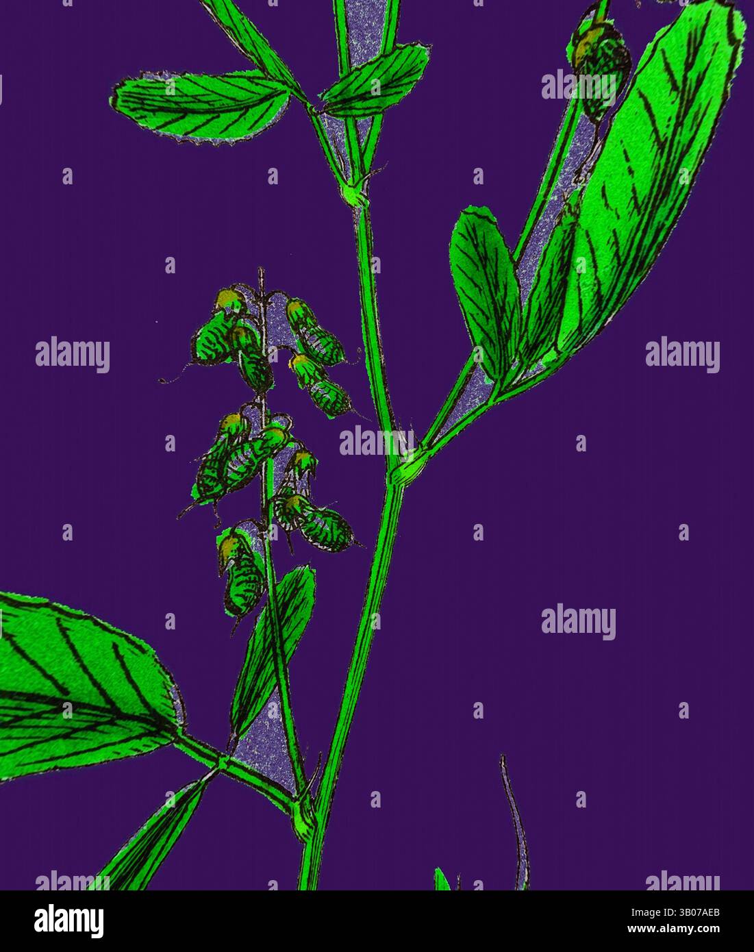 Una vivace pianta verde presenta delicate foglie e ammassi di piccoli insetti che riposano tra di loro, su un audace sfondo viola. Il contrasto mette in risalto i dettagli intricati del fogliame e degli insetti, creando un effetto visivo sorprendente. Un frammento di fogliame verde con piccole gemme si distingue su un vivace sfondo viola, evidenziando i delicati dettagli della pianta. Arte classica con un tocco moderno reinventata da Artotop, trasformata Melilotus Arvensis, Field Melilot, arte classica con un tocco moderno reinventata da Artotop Foto Stock