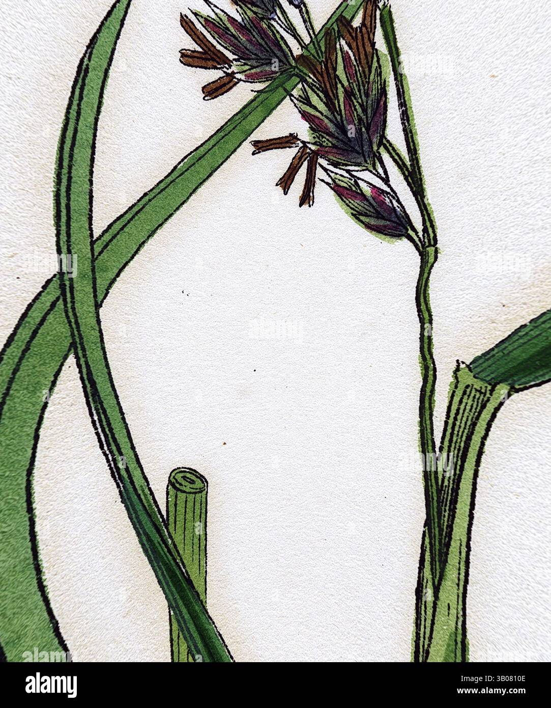 Una delicata disposizione di steli verdi e fiori intricati, che presentano sia petali vibranti che foglie testurizzate in un design organico. Una delicata illustrazione di piante simili all'erba con sottili foglie verdi e piccoli fiori viola raggruppati, presentati in formato circolare. Arte classica con un tocco moderno reinventata da Artotop, trasformata Festuca Arenaria che strizza il Fescue-Grass, arte classica con un tocco moderno reinventata da Artotop Foto Stock