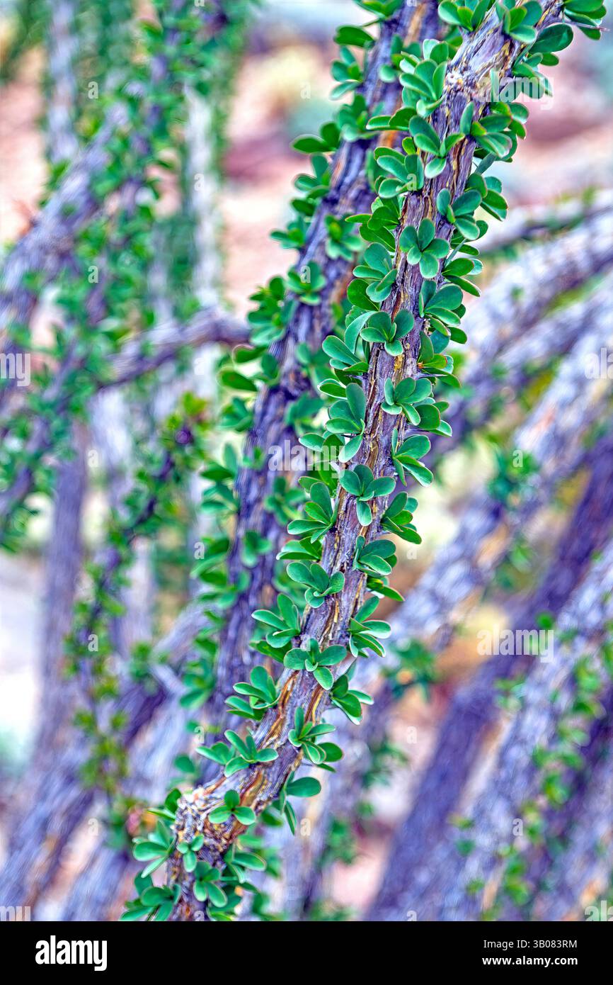 Ocotillo Showin le sue foglie in primavera nel parco statale del deserto di Anza Borrego in California Foto Stock