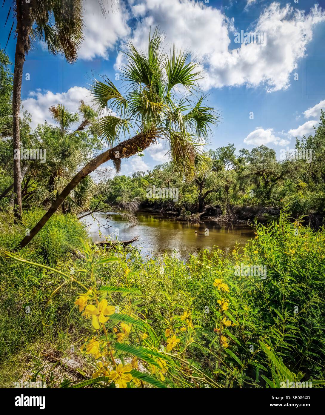 Il fiume Myakka nella Sleeping Turtle Preserve North a Venice, Florida, USA Foto Stock