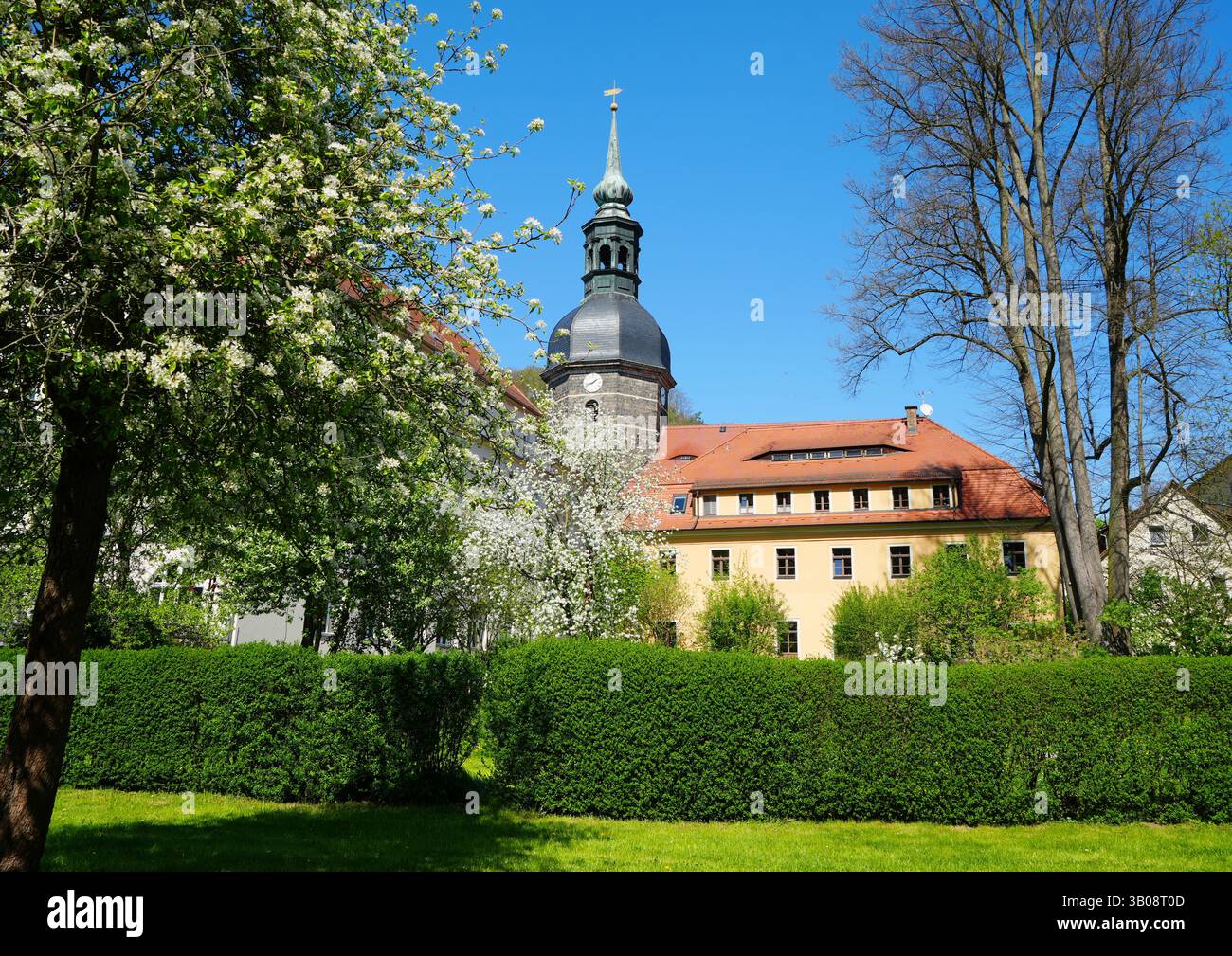 Chiesa di San Giovanni a Bad Schandau, Svizzera sassone, con splendidi alberi in fiore Foto Stock