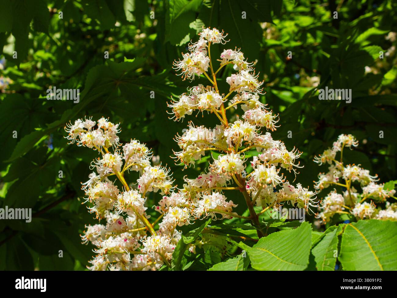 Primo piano fiori di castagno bianco con foglie verdi. Aesculus Hippocastanum fioritura di un ippocastano in un parco di colonia in primavera. Foto Stock