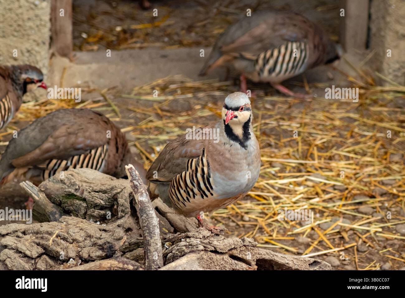 Primo piano di una pergamena chukar con becco rosso e piumaggio a righe in una voliera naturale Foto Stock