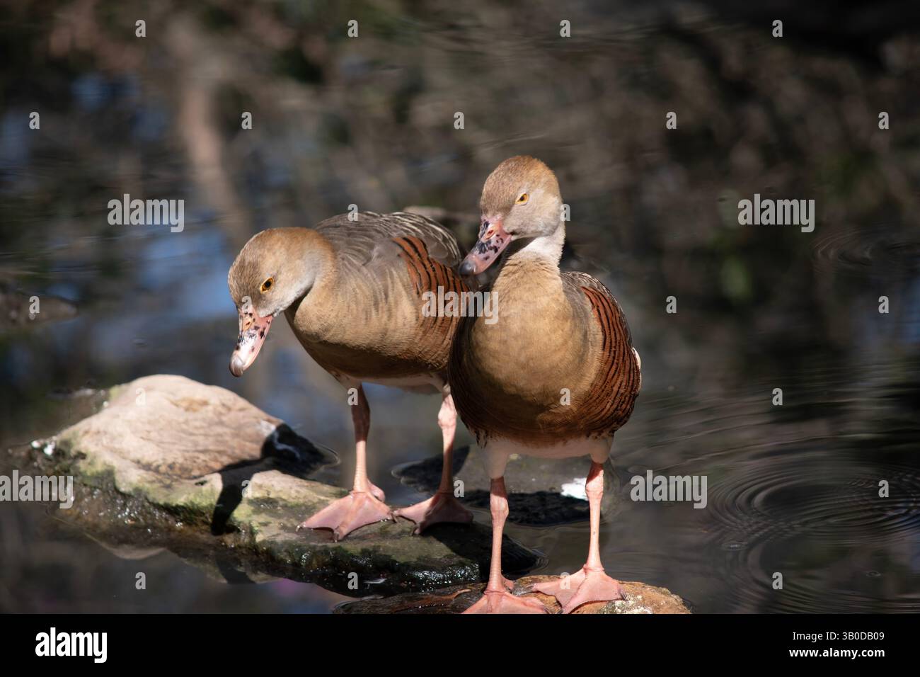 Il viso e il collo anteriore dell'anatra fischiante sono leggeri, la corona e il collo posteriore sono di colore marrone chiaro e le piume marroni della parte superiore della schiena sono bordate Foto Stock