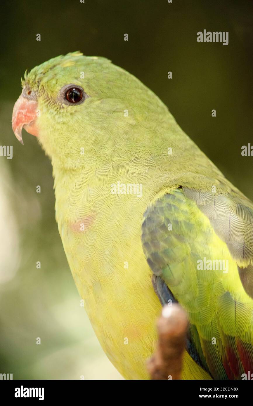 Il pappagallo reggente femminile è tutto verde chiaro Foto Stock