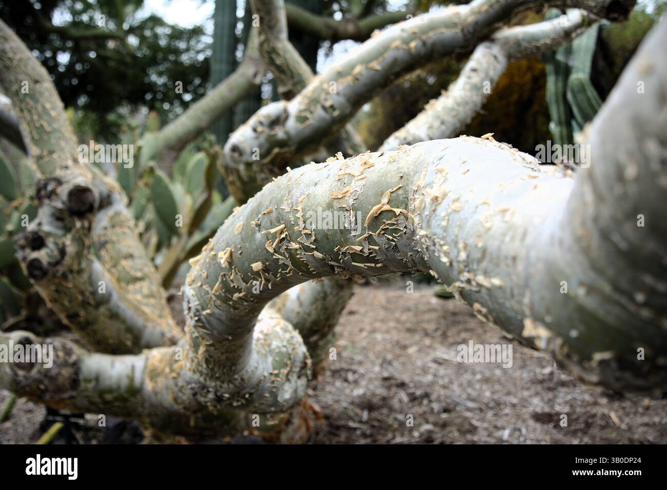 Tronco ad albero invecchiato Foto Stock