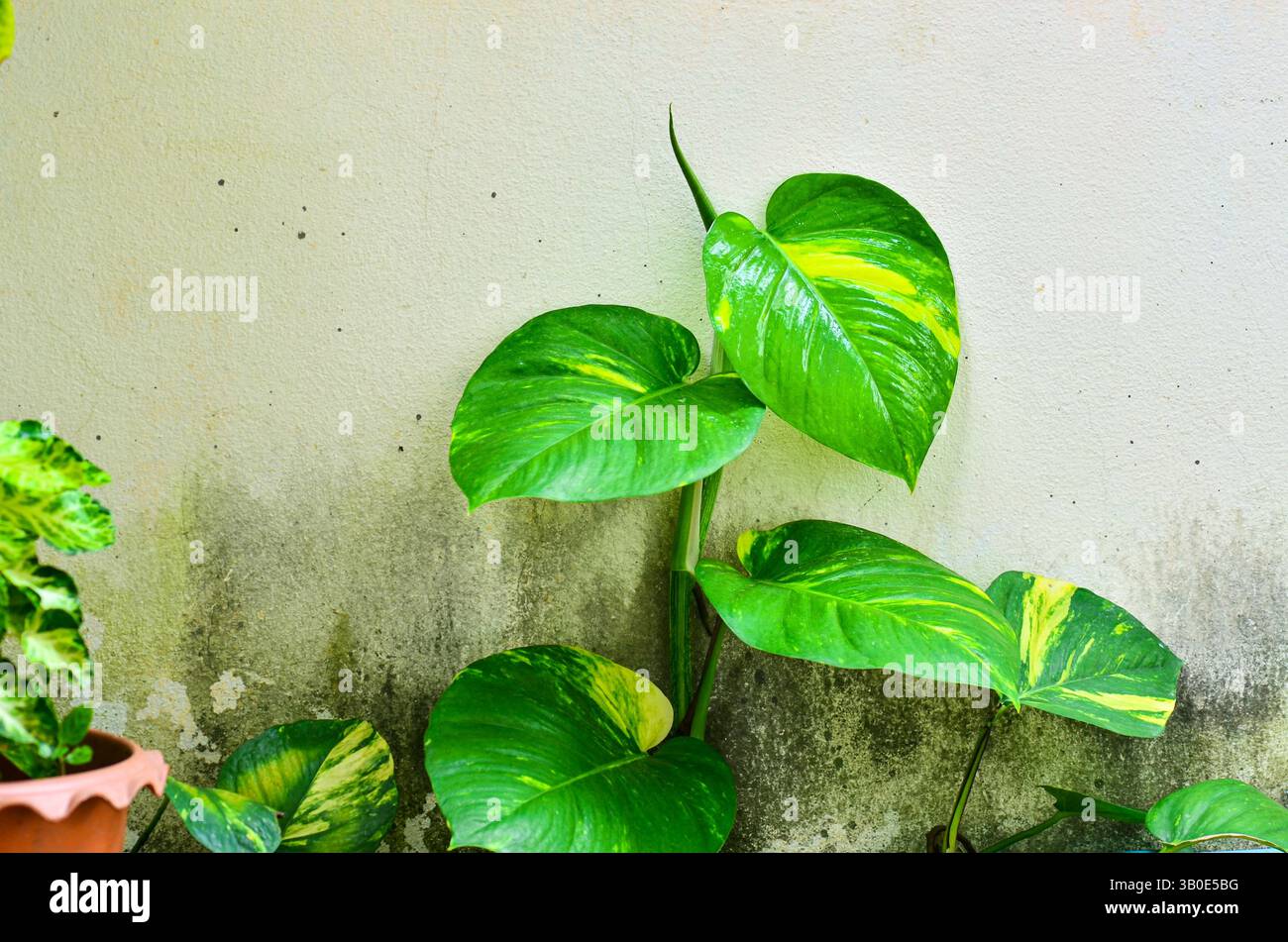 Fresco mostro australiano sulle pareti sporche Foto Stock