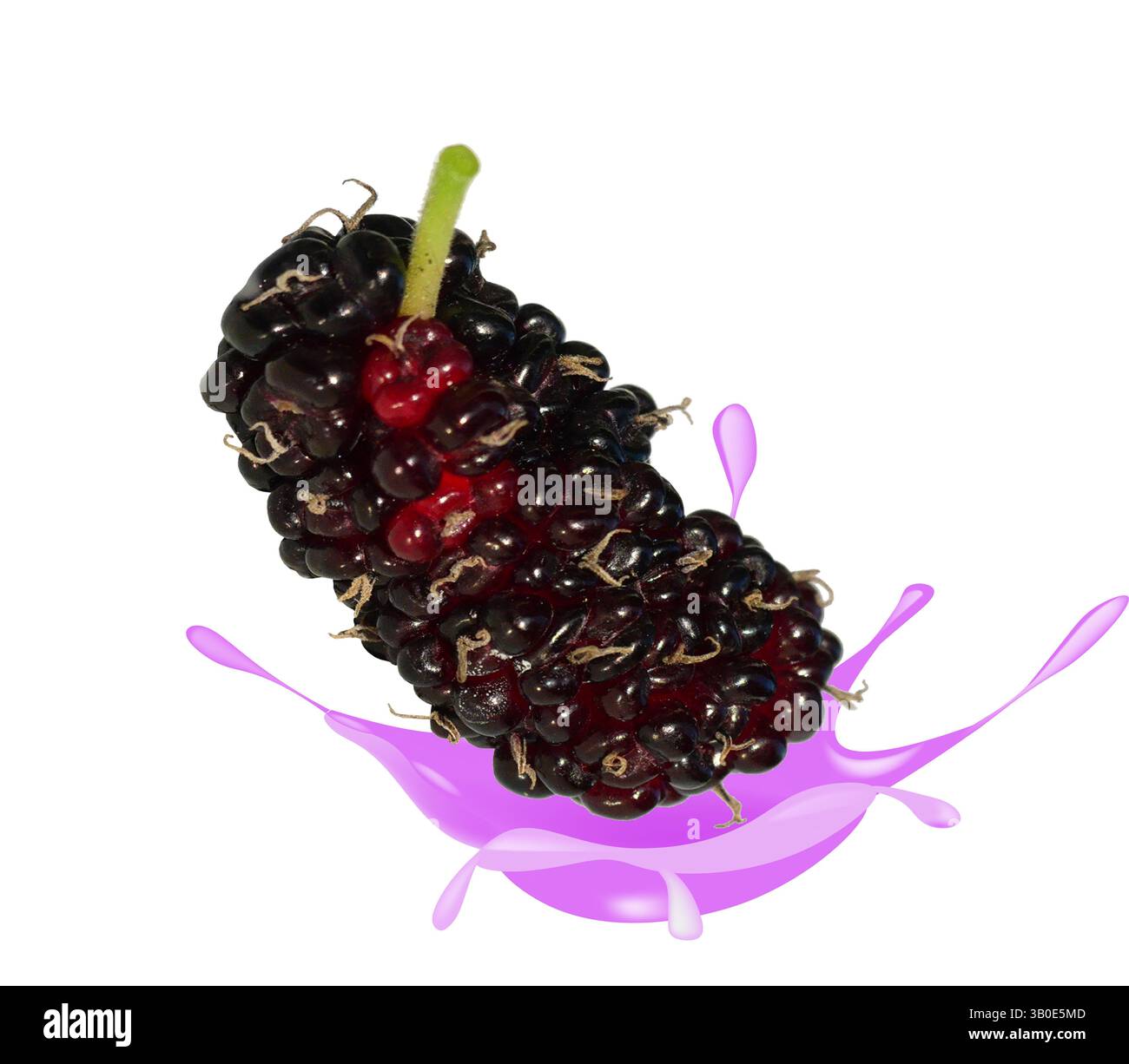 Gelso di colore viola e rosso che interagisce con il succo di frutta spruzzando liquido isolato su sfondo bianco, bacca matura su schizzi di latte caduti Foto Stock