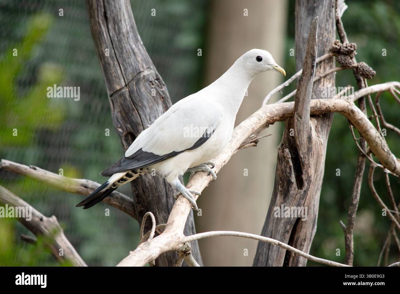 Il pied Torresia Imperial Pigeon è tutto bianco con ali nere Foto Stock