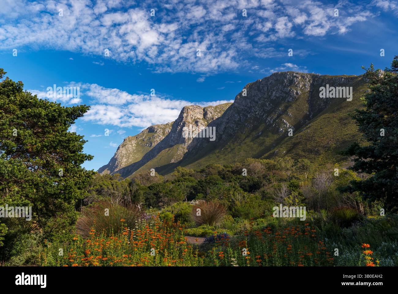 Dagga selvatica (Leonotis leonurus ) fiorita nel Giardino Botanico Nazionale di Harold Porter, sui monti Kogelberg. Betty's Bay, Capo Occidentale, Sud Africa. Foto Stock