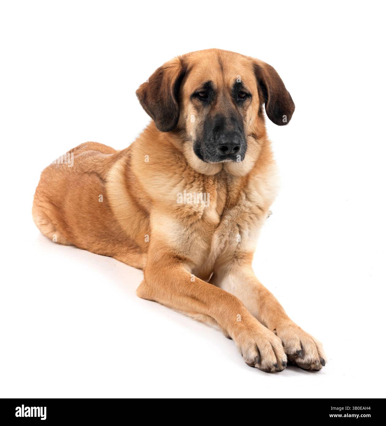 Mastino spagnolo davanti a sfondo bianco Foto Stock