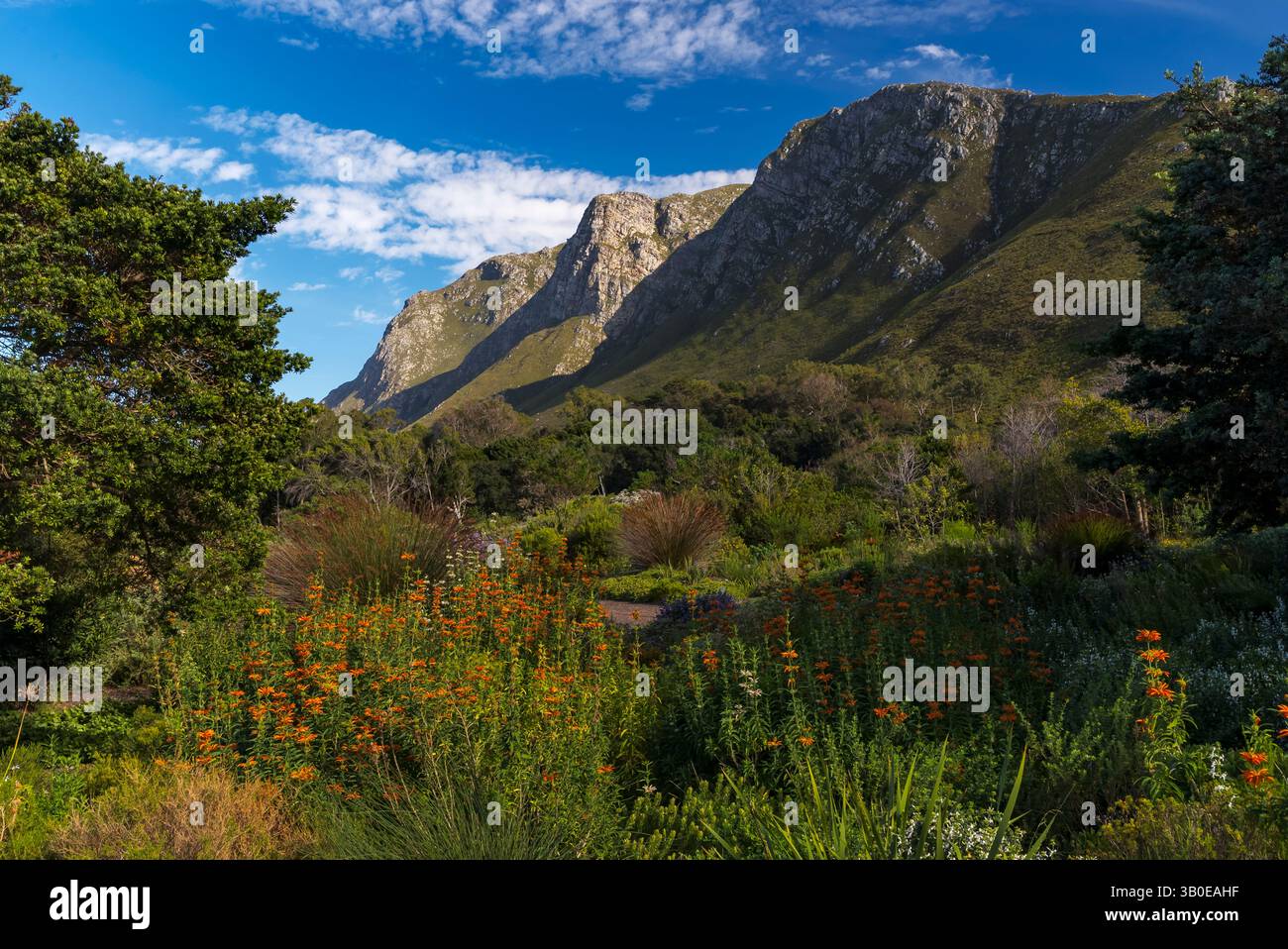 Dagga selvatica (Leonotis leonurus ) fiorita nel Giardino Botanico Nazionale di Harold Porter, sui monti Kogelberg. Betty's Bay, Capo Occidentale, Sud Africa. Foto Stock