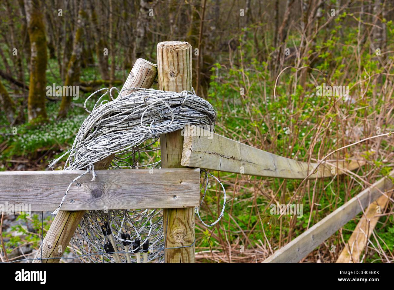 Una recinzione in legno in una tranquilla area forestale con fogliame verde. La corda è aggrovigliata sulla sommità e mette in mostra la semplicità e il fascino rustico della natura. Foto Stock