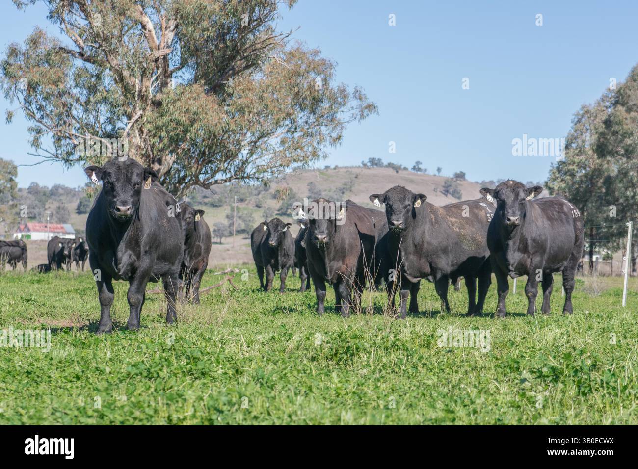 Branco di tori Angus nel pascolo Foto Stock