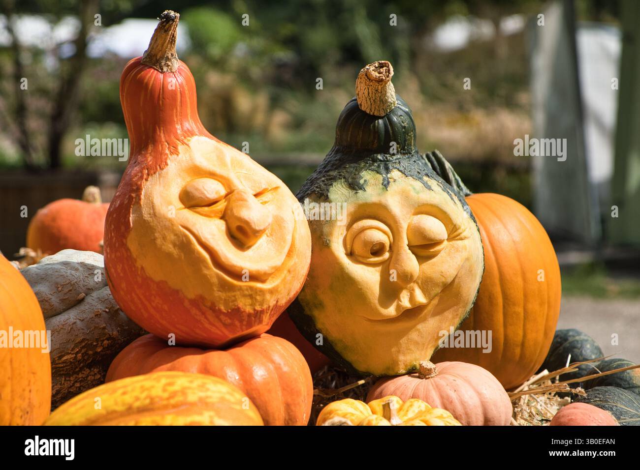 Due facce di zucca intagliate con espressioni giocose si trovano tra le altre zucche e buongustai, creando un'atmosfera autunnale festosa. Foto Stock