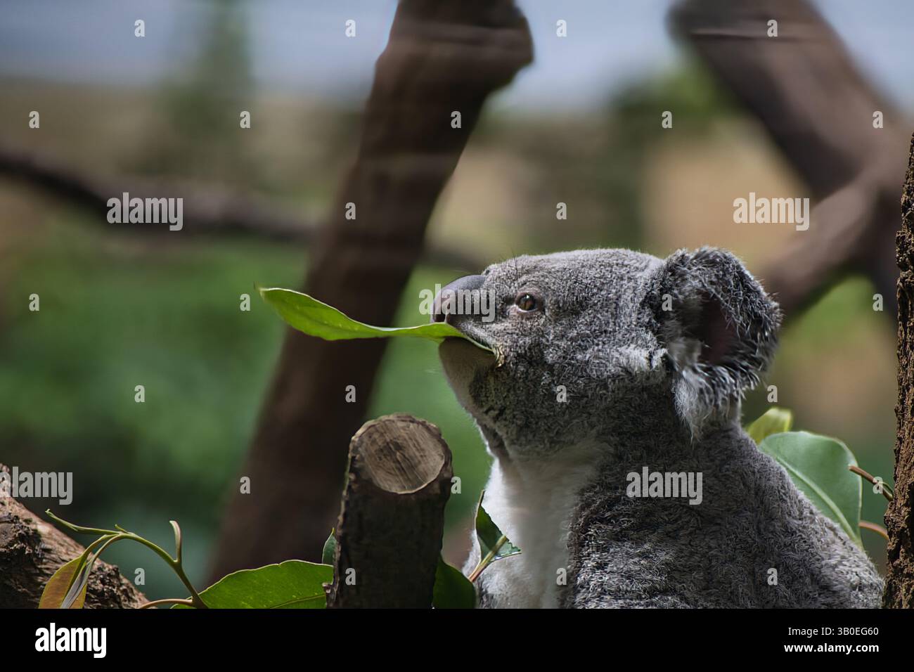 Un giovane koala siede tra le foglie di eucalipto, osservando attentamente l'ambiente circostante e tenendo con cura un ramo. Foto Stock