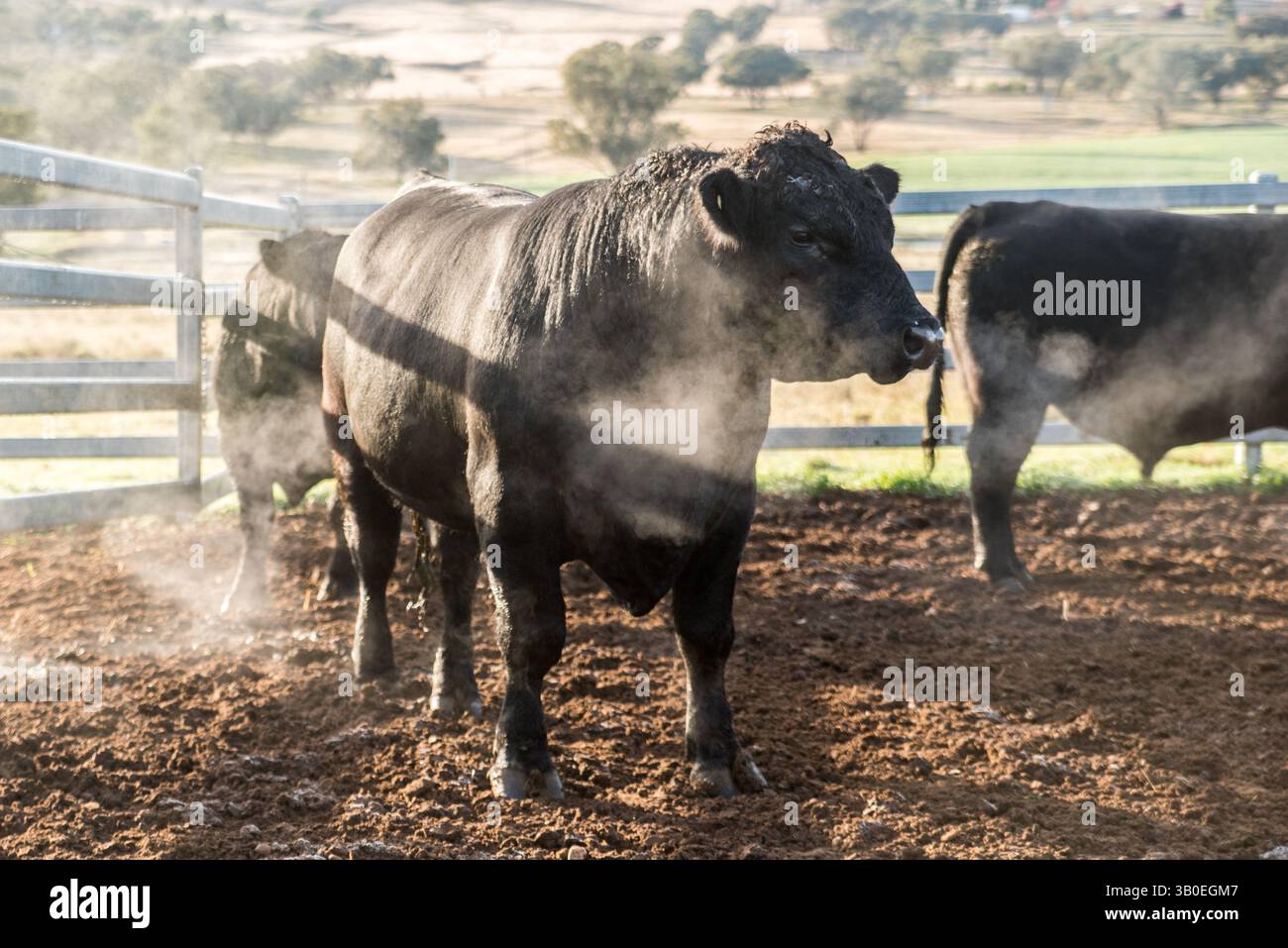 Branco di tori Angus nel pascolo Foto Stock