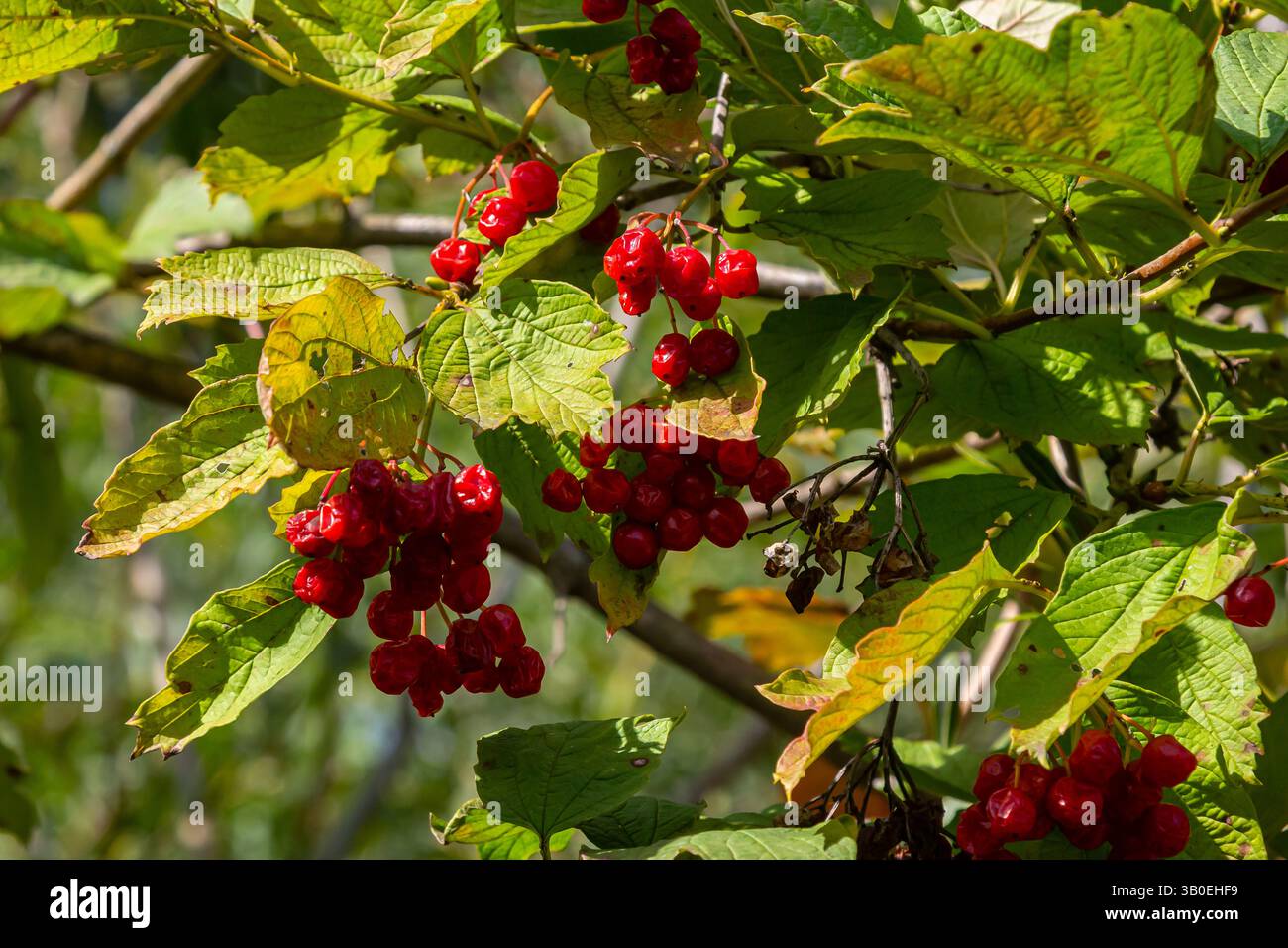 Viburnum ordinario , o Viburnum rosso Viburnum opulus è una pianta legnosa decidua in autunno. Foto Stock